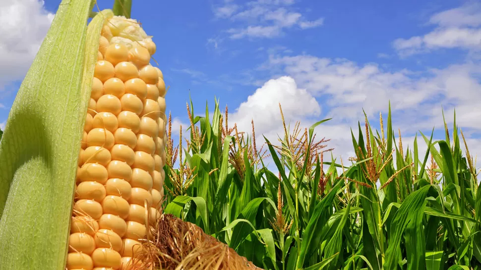 Cosechas de maíz y sorgo: según Agricultura, habrá récord