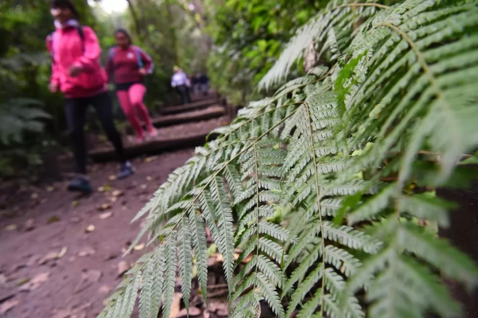 EXPERIENCIA PARA PASEOS EN FAMILIA. En el Jardín hay un centenar de especies de aves registradas, sumadas a plantas, insectos y animales como las corzuelas y los zorros. la gaceta / fotos de diego araoz 