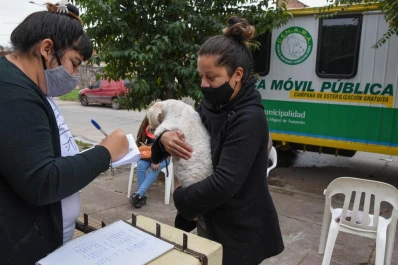 Castración de mascotas: dónde estará el quirófano móvil de la Municipalidad