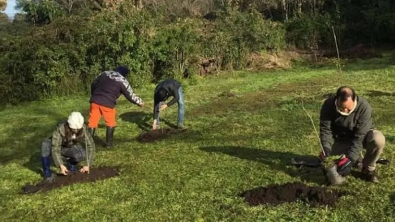 Ecología y medio ambiente: quieren restaurar el bosque nativo en Aguas Chiquitas