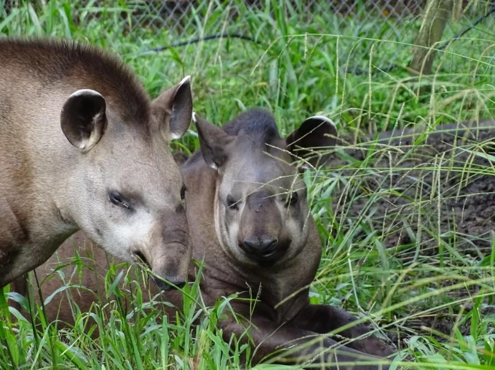 MONITOREO CON GPS. Personal de la Reserva le pone el collar de telemetría a un ejemplar. fotos reserva de horco molle