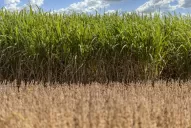 Detalles de cómo usar residuos de cosecha y otros recursos