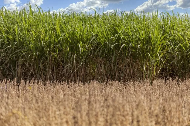 OPCIÓN. Para el control de las gramíneas perennes -“grama” y “pasto ruso”- se recomienda la rotación con soja.  