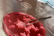 Comida artificial: chefs que cocinan en un laboratorio