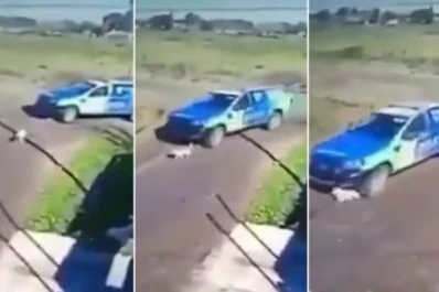 Video: denuncian a policías por perseguir y atropellar a un perro con el patrullero