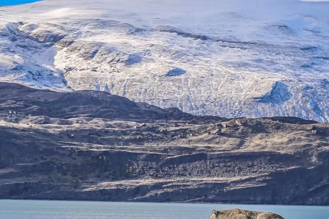 Turistas avistaron un puma sobre un iceberg cerca de El Calafate