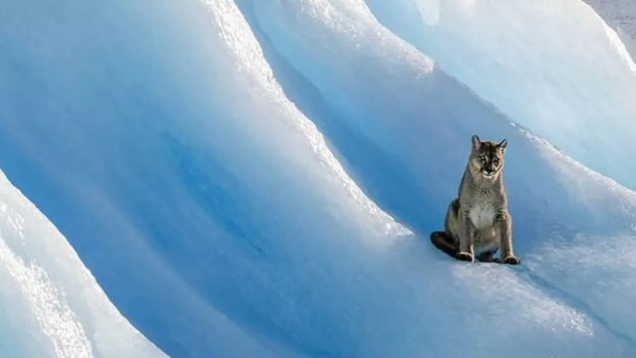 Puma sobre un desprendimiento de los glaciares 