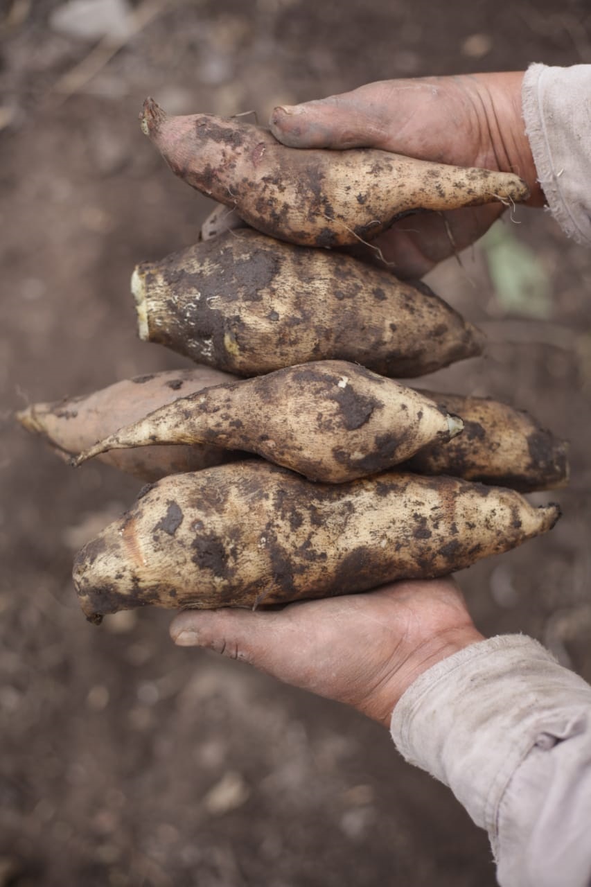 ANUAL. Para cosechar yacón en julio, es necesario plantar en septiembre.  