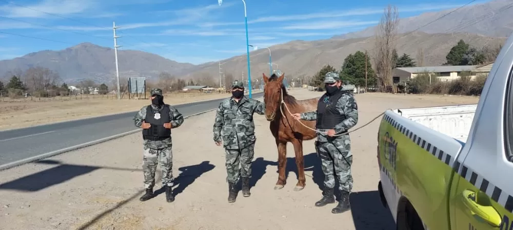 EN LOS VALLES. Uno de los equinos atrapados en la ruta. 