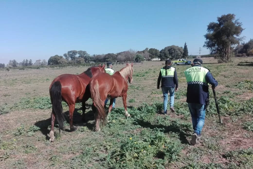 Animales rescatados. Prensa de la Policía