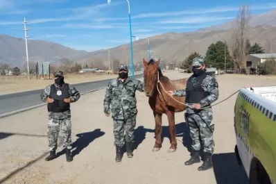 Roban caballos y los venden como carne de vaca