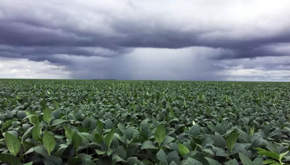 DATOS. El factor agroclimático en la soja fue uno de los temas que se desarrollaron durante el taller que hizo la Eeaoc.  