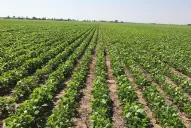 Soja: retrocedió la superficie cultivada