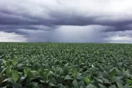 La Eeaoc realizó su tradicional taller de variedades y manejo del cultivo de la soja