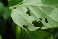 La Eeaoc difundió datos sobre la soja en Tucumán