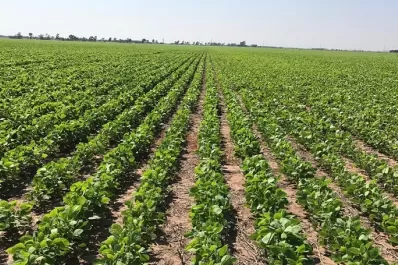 Soja: retrocedió la superficie cultivada