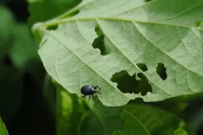 La Eeaoc difundió datos sobre la soja en Tucumán