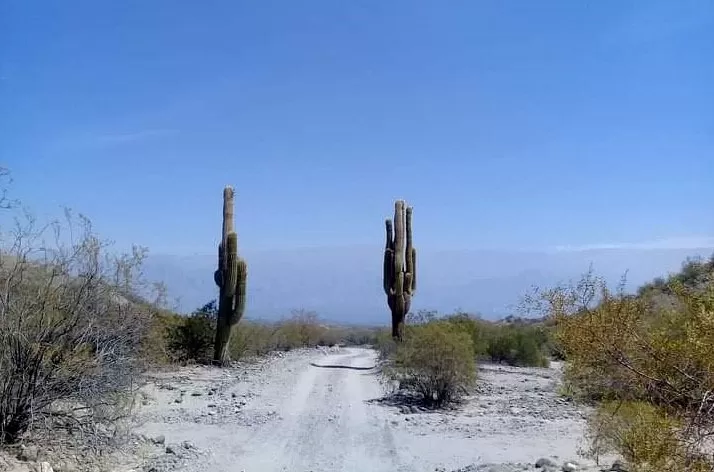 DEDICACIÓN. El cultivo de la vid requiere una mano de obra que conozca el proceso y lo siga constantemente. la gaceta / fotos de franco vera 