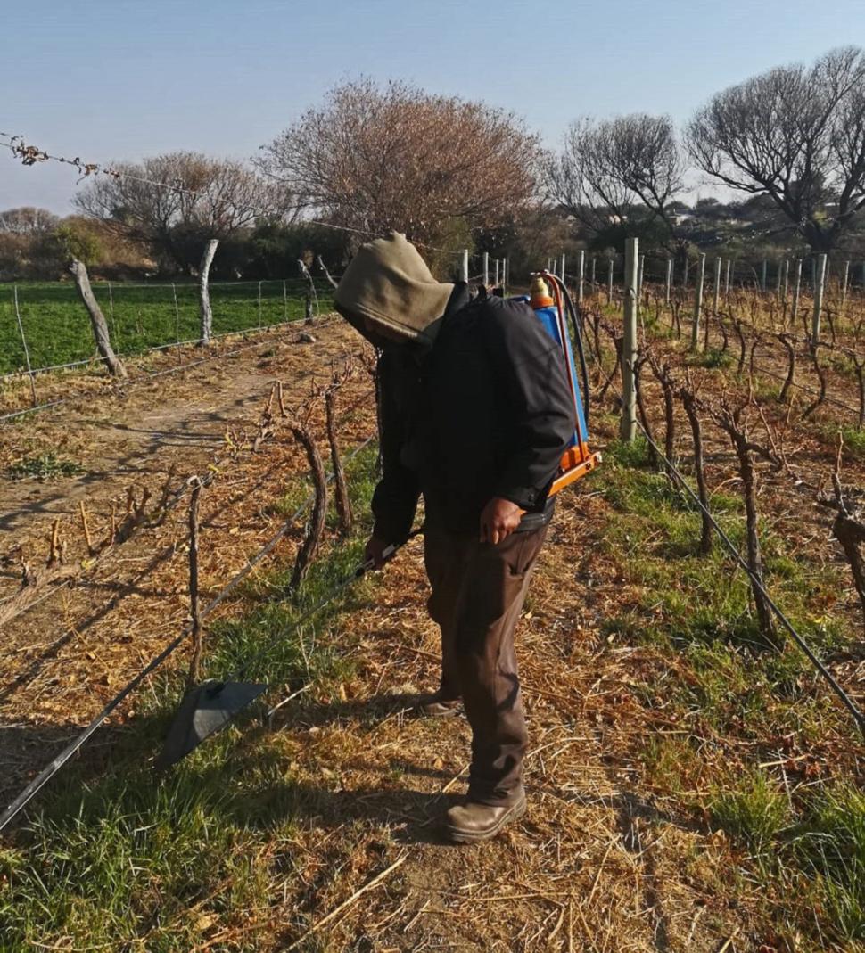 LA CONJUNCIÓN VITAL. El sol (Tata Inti) y la tierra (Pachamama) se unen en Amaicha para que crezcan viñedos fuertes alimentados por el agua de la altura y por el cuidado de la gente.  