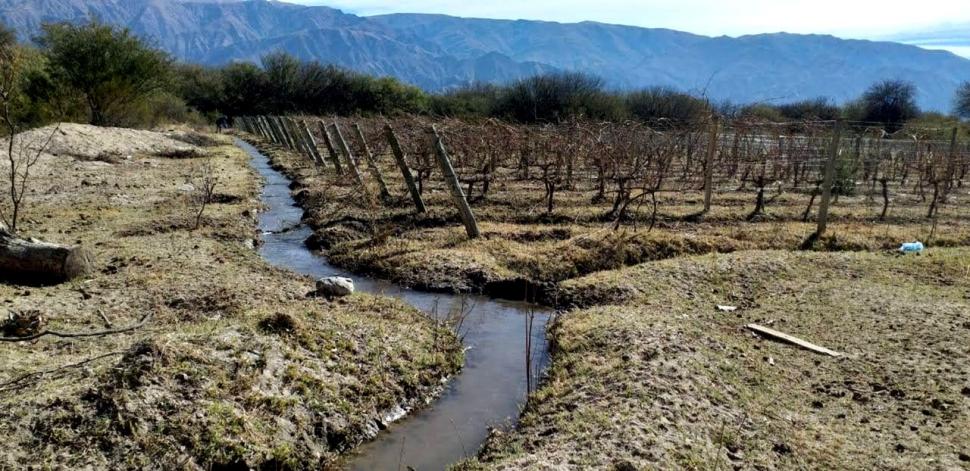 LA MATERIA PRIMA. Para producir vinos de alta calidad, sean industriales o artesanales, se necesitan buenas uvas como las que se consiguen en Amaicha y sus alrededores. Sus resultados se expondrán hoy en la casa de la gobernanza.  