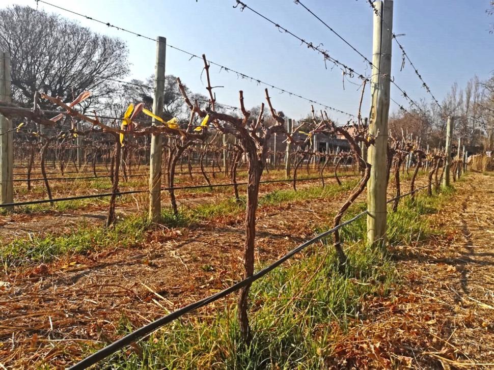 DIÁFANO. El cielo de esta zona de los Valles Calchaquíes aporta una gran cantidad de días despejados en el año, ideales para el cultivo de la vid.