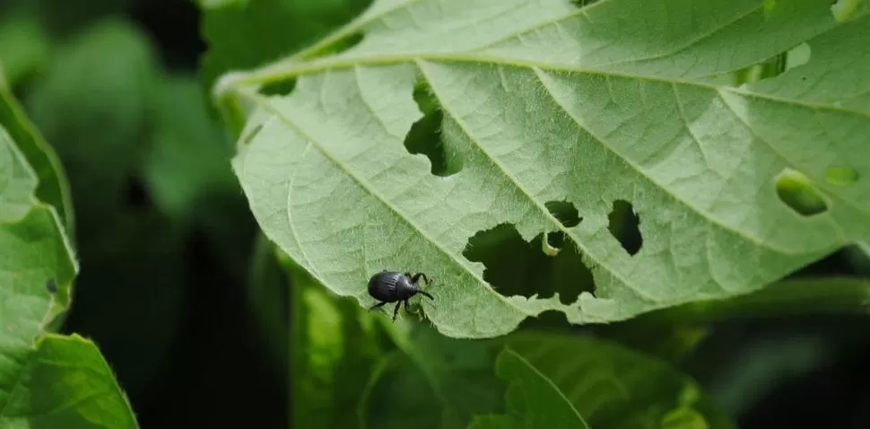 ASPECTOS SANITARIOS DE LA SOJA. La plaga insectil más frecuente en todos los departamentos fue el picudo negro.  