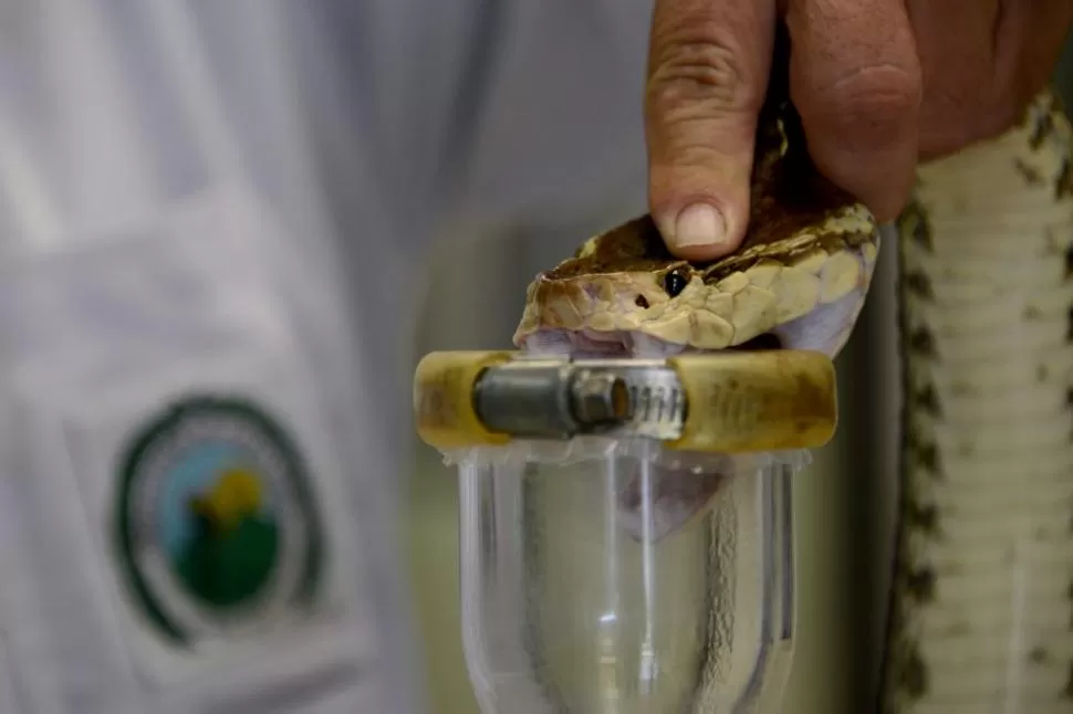SERPIENTES. Con nanotecnología logran un mejor suero contra la cascabel. 