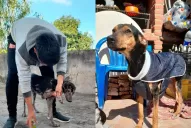 En su día internacional, cada vez son más los perros callejeros que necesitan ayuda