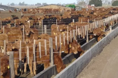 El Banco Nación lanzó créditos por $ 10.000 millones para engorde de ganado