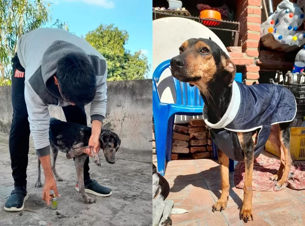 ANTES Y DESPUÉS. Kevin con Rosi, una perra que fue rescatada de una casa abandonada en muy mal estado. Hoy, está casi lista para la adopción. 