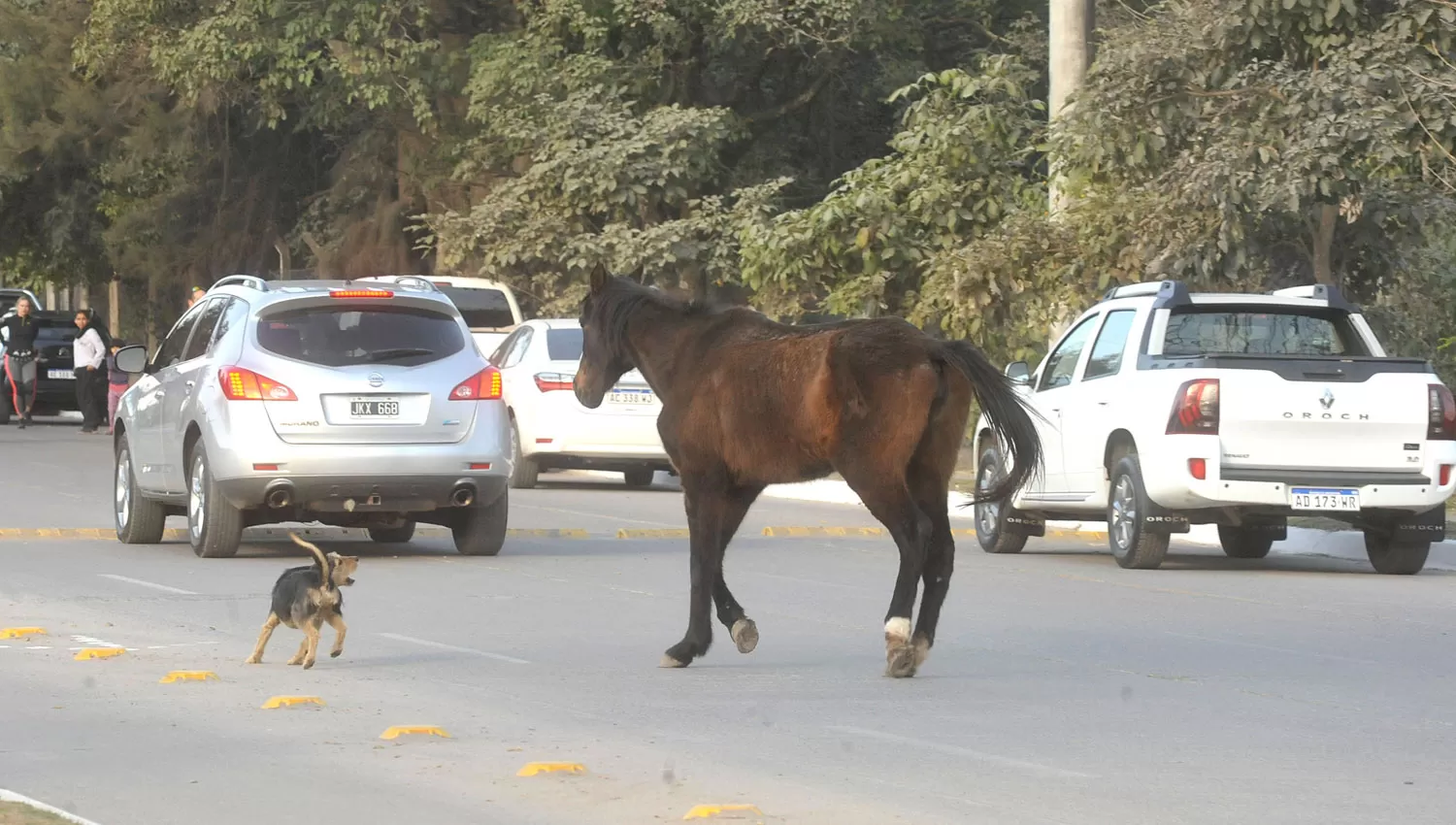 SECTOR CONCURRIDO Y CAÓTICO. los runners tienen un área diferenciada en dos cuadras, pero hay de todo en la avenida, incluso animales.