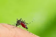 Perú, en alerta epidemiológica por un brote de dengue
