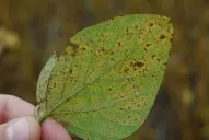 En el panorama sanitario de la soja se destacó la muerte súbita