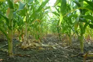 El éxito del maíz reaviva la importancia de la rotación