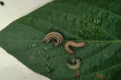 Picudo negro y chinches, muy presentes en la soja