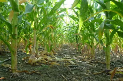 El éxito del maíz reaviva la importancia de la rotación