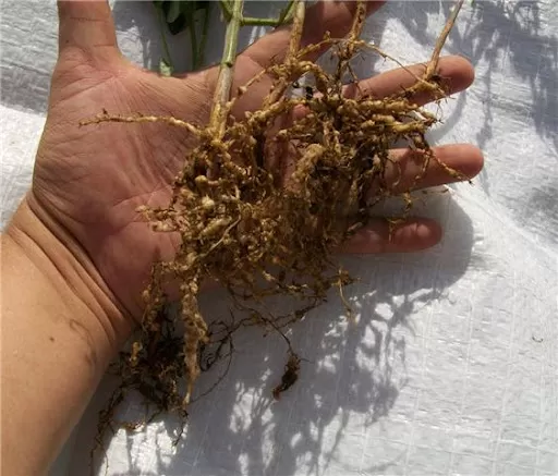 NEMATODOS. Están ampliamente distribuidos en la zona sojera de Tucumán.  