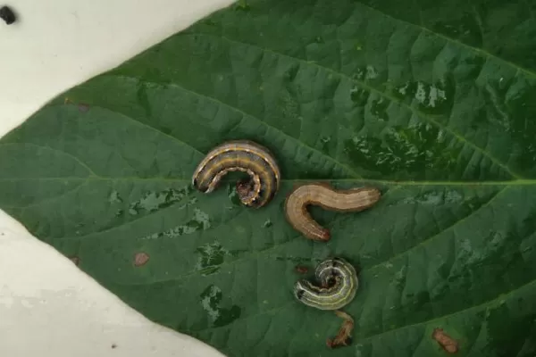 Picudo negro y chinches, muy presentes en la soja