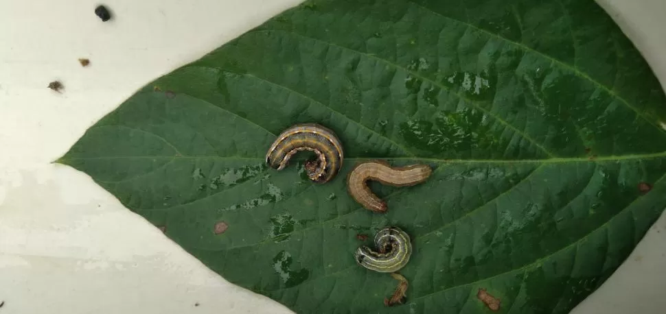 A TENER EN CUENTA. Otros insectos que vienen incrementándose con el correr de los años en el cultivo de la soja son las orugas del complejo de Spodoptera.  