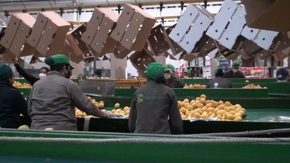 OBJETIVO. Con las inspecciones el Senasa busca verificar la calidad de la fruta, para mantener y sumar mercados. 