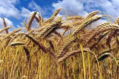 Trigo: concluyó la siembra y pronostican récord de producción