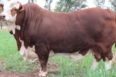 El martes y el viernes se realizarán sendos remates ganaderos