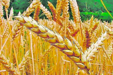 Campaña fina 2021/22: se estima un récord de 8,25 millones de ha sembradas en el país