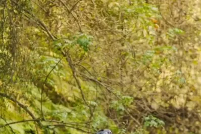 Corre en Villa Nougués, con la mira en Francia