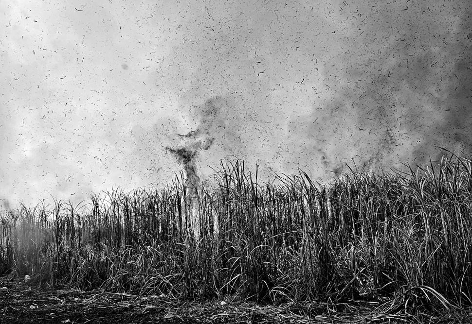 CAÑAVERALES.Una imagen común, el cielo impregnado de puntos negros. Las quejas no han impedido que la práctica cese.   