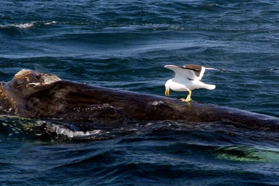 Las gaviotas les causan estrés a las ballenas con sus picotazos