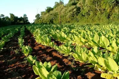 En Tucumán, productores cobrarán $70 millones del Fondo Especial del Tabaco
