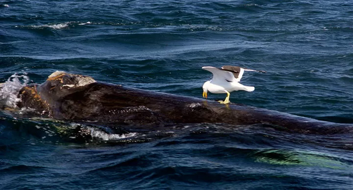 ACOSO. Las gaviotas buscan alimentarse de piel y grasa de las ballenas. 
