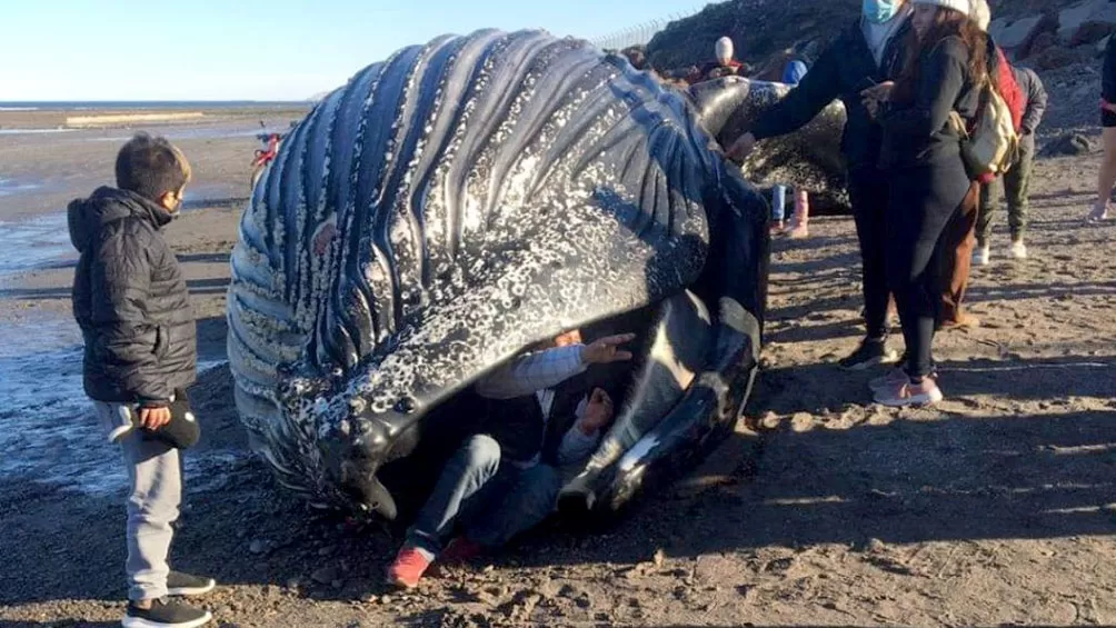 PRUDENCIA. Las autoridades sanitarias pidieron mantener una distancia de al menos 50 metros con la ballena muerta en Chubut.