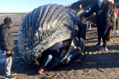 Apareció muerta una ballena jorobada en Chubut y nadie quiso perderse una selfie